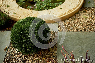 Trimmed,Bush shaped in garden design Stock Photo