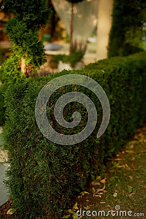 Trimmed,Bush shaped in garden design Stock Photo