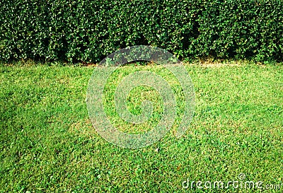 Trimmed bush wall at city park background Stock Photo