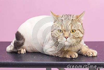 Trimmed contented cat in a beauty salon. Grooming cats in a pet beauty salon. Stock Photo