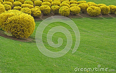 Trimmed forsythia Stock Photo