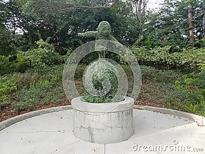 Trimmed green bush or plant with cement Stock Photo