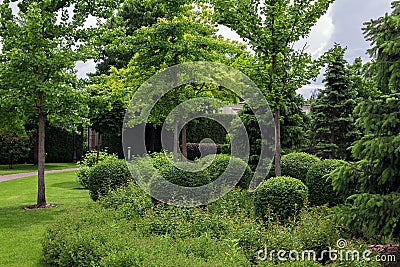 Trimmed green deciduous bushes in backyard garden bed. Stock Photo