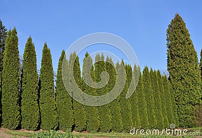 Trimmed Green Fence Stock Photo
