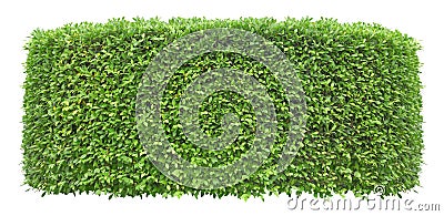 Trimmed green hedge wall isolated on white background for exterior and garden design Stock Photo