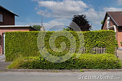 A trimmed green natural hedge with a wooden fence near a private home. Stock Photo