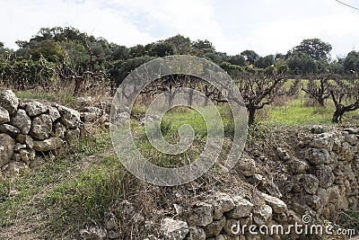 Trimmed olive trees in an orchard in Archanes, Crete Editorial Stock Photo