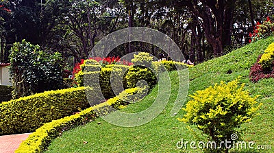 Trimmed plants in garden Stock Photo