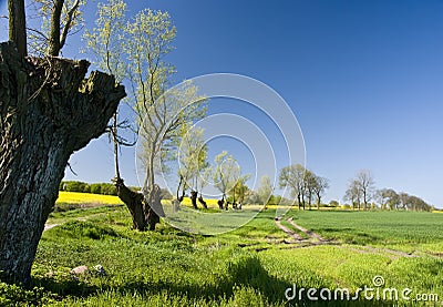 Trimmed trees landscape Stock Photo