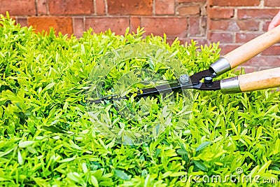 Trimming bushes with garden scissors Stock Photo