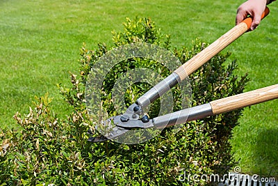 Trimming dry bushes with hand scissors. Garden care Stock Photo