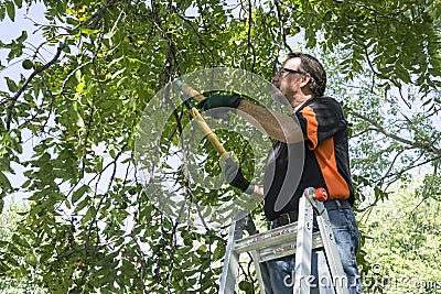 Trimming Limbf Off A Tree Stock Photo