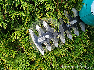 trimming overgrown green bush by electric hedge clippers. cutting thuja in garden. Stock Photo