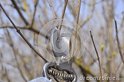 Trimming tree with a cutter. Spring pruning of fruit trees Stock Photo