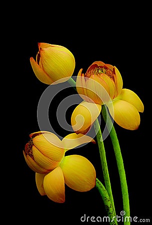 Three asian yellow lotus flower buds against black background Stock Photo