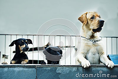 Trio Canino Stock Photo