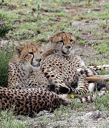 Trio of Cheetah`s in the Sarengeti Stock Photo