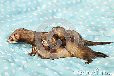 Trio of dark sable ferret babies posing as group for portrait with mother Stock Photo