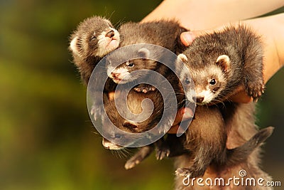 Trio of dark sable ferret babies posing as group for portrait with mother Stock Photo