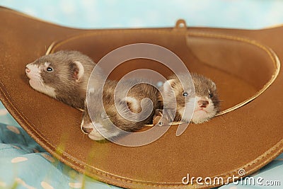 Trio of dark sable ferret babies posing as group for portrait Stock Photo