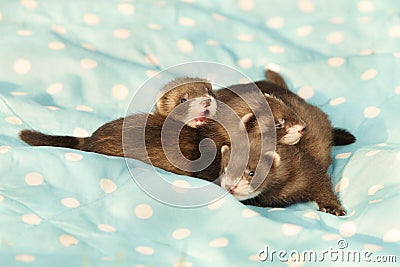 Trio of dark sable ferret babies posing as group for portrait Stock Photo