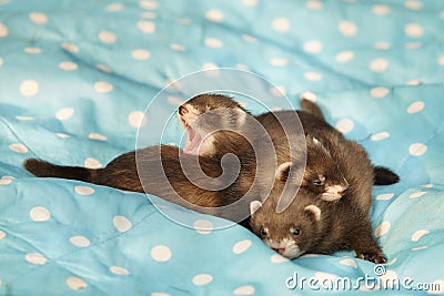 Trio of dark sable ferret babies posing as group for portrait Stock Photo