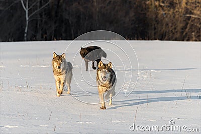 Trio of Grey Wolves Canis lupus Run Forward in Snowy Field Winter Stock Photo