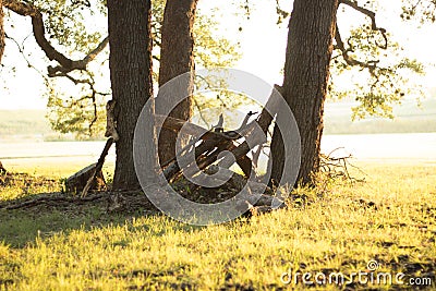 Trio of oak trees Stock Photo
