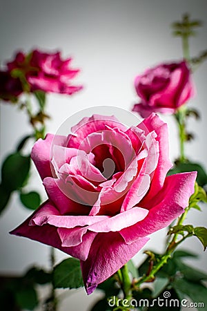 A trio of pink roses in full blossom Stock Photo