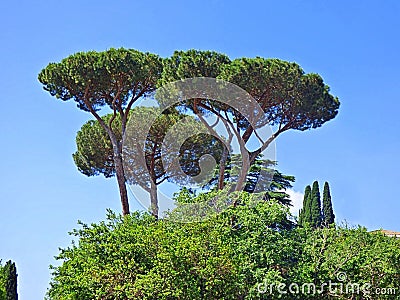 Trio of umbrella trees in Italy Stock Photo