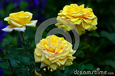 Trio of yellow rosa hemisphaerica roses in full bloom Stock Photo