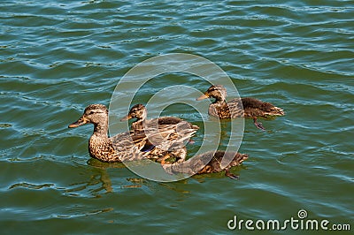 Trio of young Mallard Ducks with mom Stock Photo