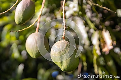 Trio of young mangos Stock Photo