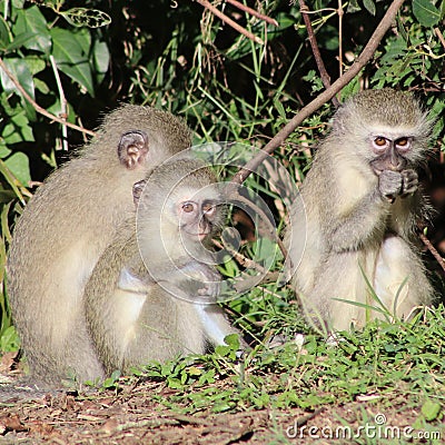Trio of young vervet monkeys Stock Photo