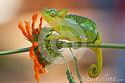 Trioceros hoehnelli, commonly known as von Hohnel`s chameleon, and the helmeted or high casqued chameleon, is a species of Stock Photo