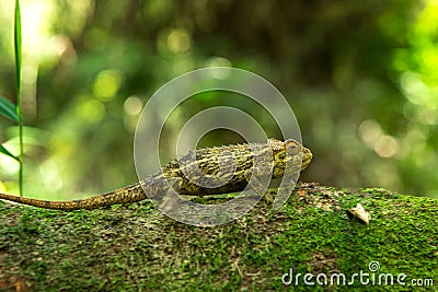 coarse chameleon, trioceros rudis, rudis chameleon, ruwenzori side striped chameleon Stock Photo