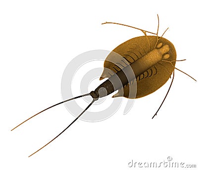 Triops cancriformis - from back Stock Photo