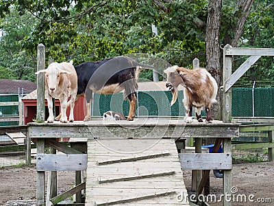 A Trip of Goats Standing on a Platform Stock Photo