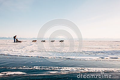 Trip sled dogs Husky Editorial Stock Photo