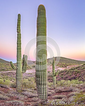 Triple cactus squad in Arizona Stock Photo