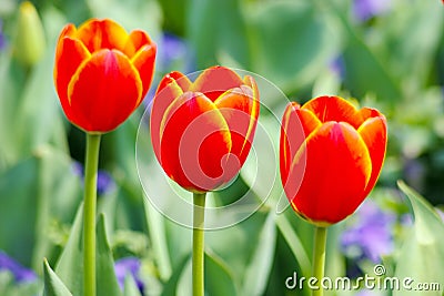 Triple of orange tulips in closeup Stock Photo