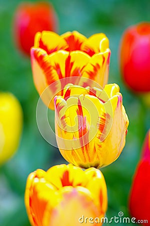 Triple of orange tulips in the garden Stock Photo