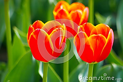 Triple of orange tulips under the sun Stock Photo
