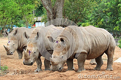 Triple rhinoes Stock Photo