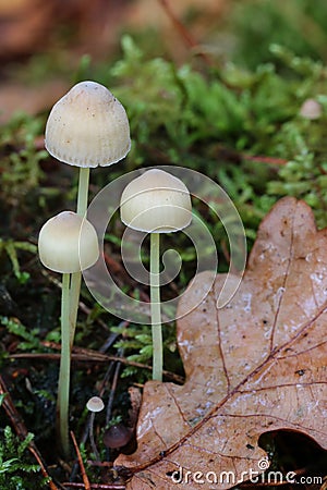 A triplet of small white mushrooms together Stock Photo