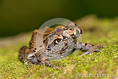 Triprion spinosus, also known as the spiny-headed tree frog, Stock Photo