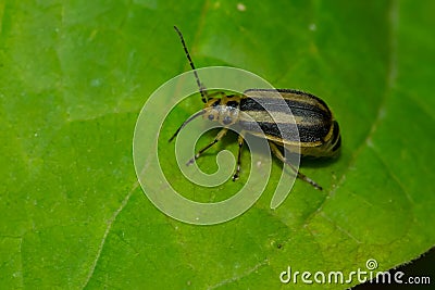 Skeletonizing Leaf Beetle - Genus Trirhabda Stock Photo