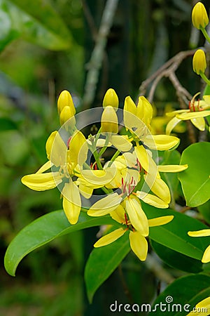 Bountiful floral display of the Australian Golden Vine, Tristellateia australasiae, a popular ornamental liana Stock Photo