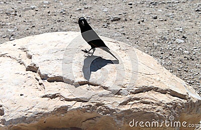 Tristram`s starling Black Bird Stock Photo
