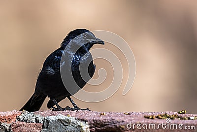 Tristram's starling, Onychognathus tristramii. The Asir Mountains, Saudi Arabia Stock Photo